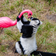 Illustration for article titled Lawn Ornaments Help Lemurs Stay Happy and Healthy